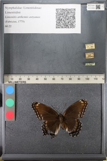 Media type: image;   Entomology 141856
